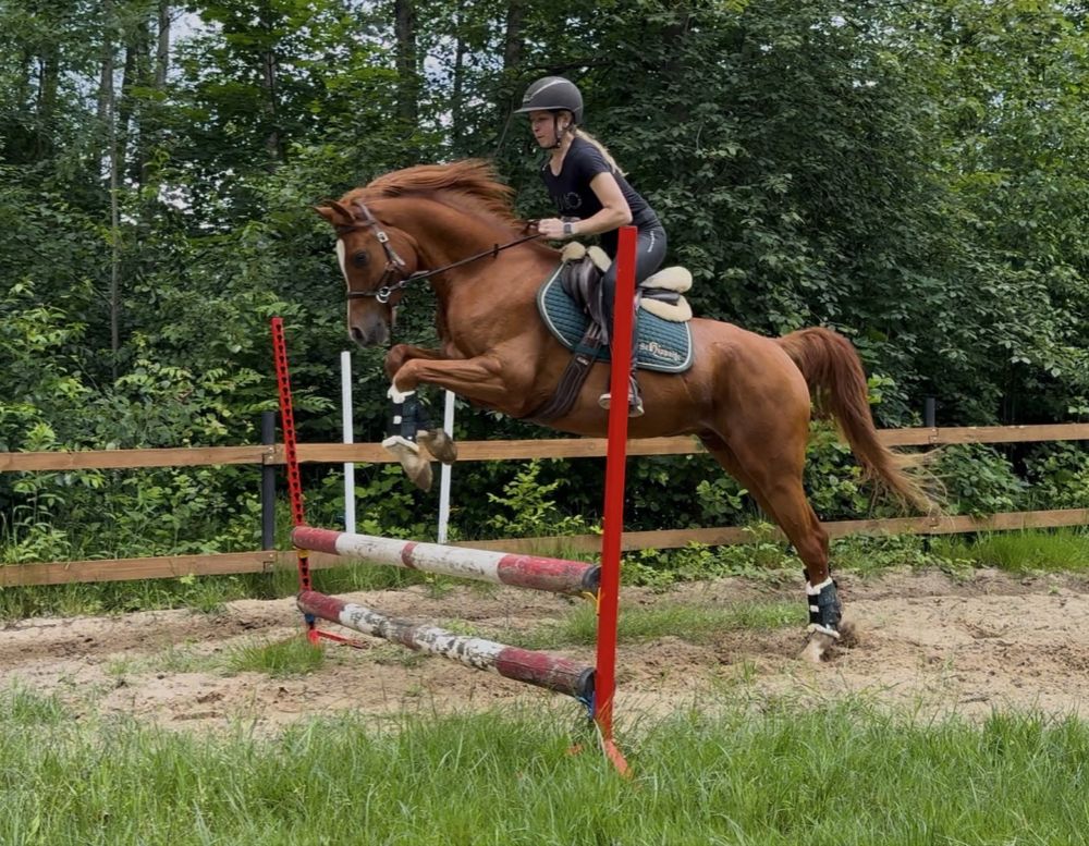 Piękny wałach 5 lat 157 cm RTG