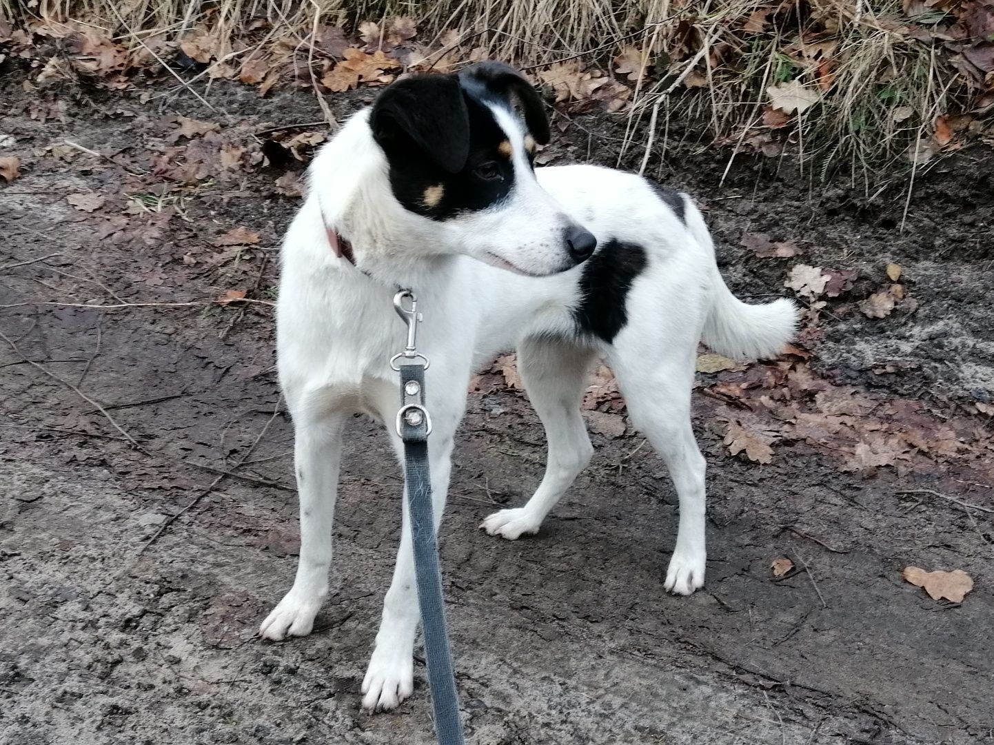 PLAMKA młoda spokojna suczka poleca się do adopcji