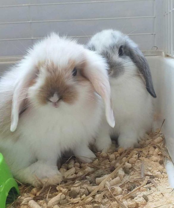 Coelhos Anões Mini Loop , Orelhudo, Belier (Loja Profissional)