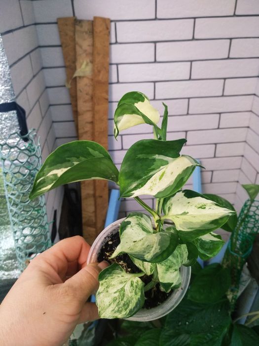 епіпремнум pinnatum marbl,  pinnatum albo, Njoy, хеппі ліф, золотист