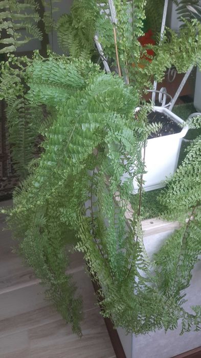 Папороть Нефролепис