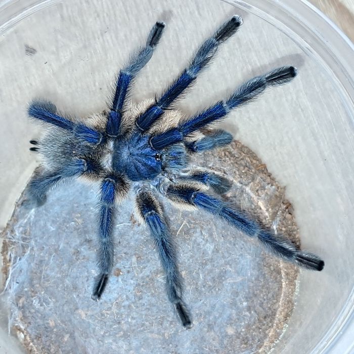 Ptasznik pająk Monocentropus balfouri dorosłe samce !!!