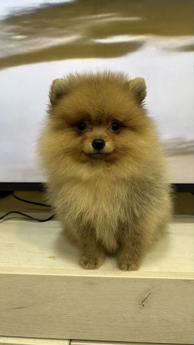 Померанский шпиц