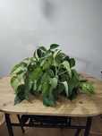 Epipremnum marble queen