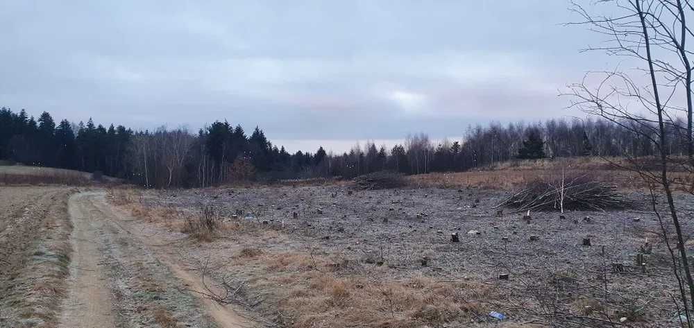 Wycinka Drzew Przycinka Czyszczenie Działek Rębak Cięcie Drewna
