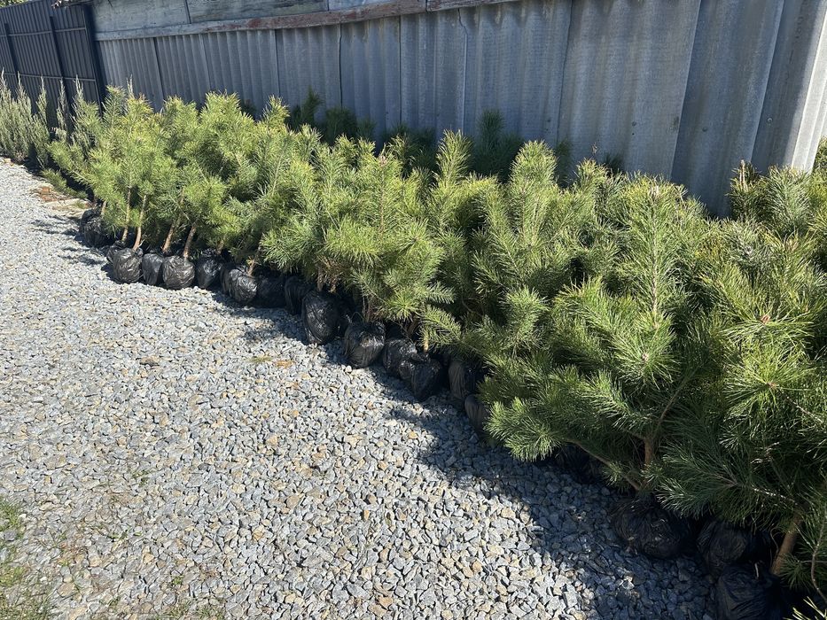 Саженцы Кримской сосни, саженцы сосни разной висоти.