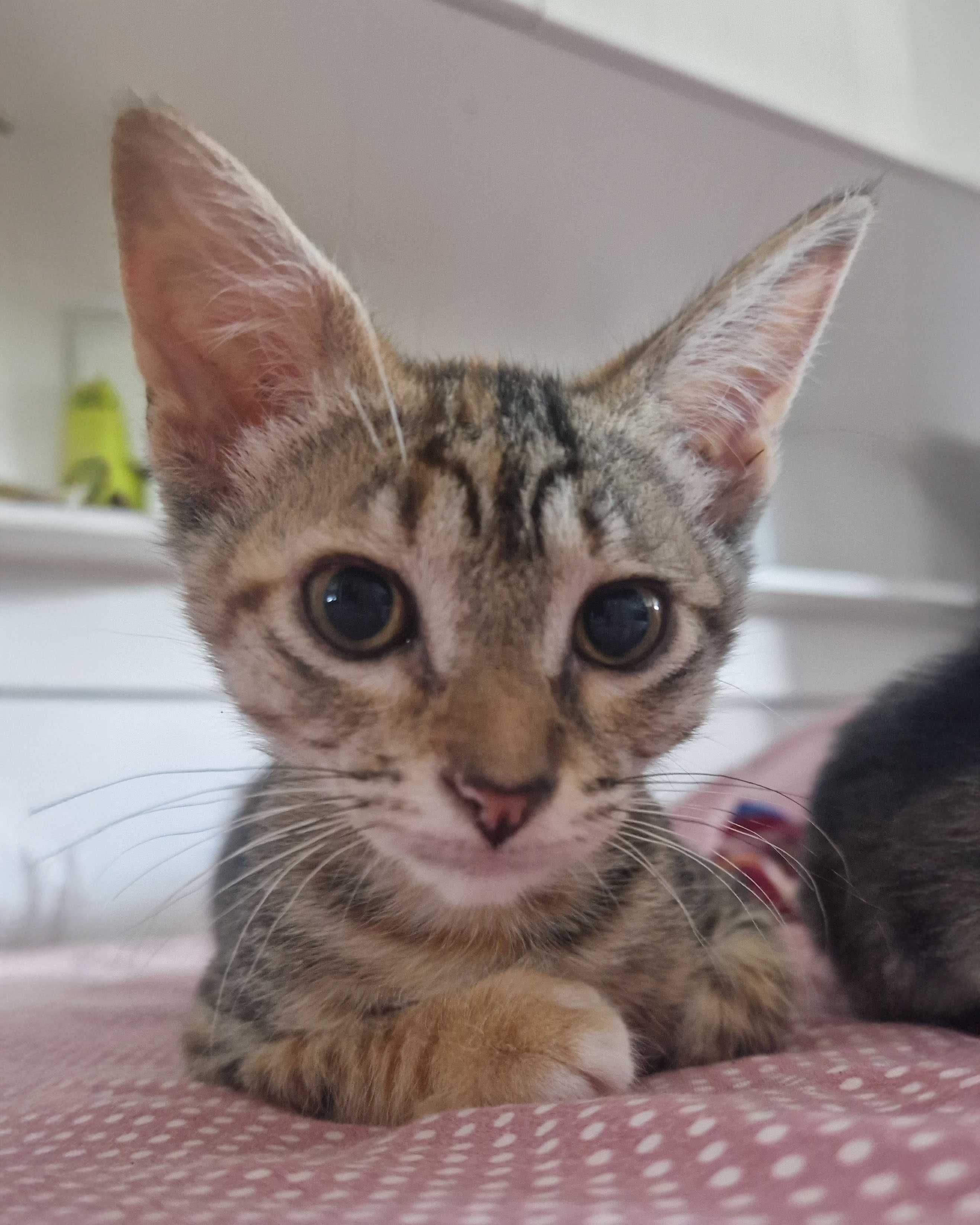 Setúbal / Margem Sul / Lisboa — NIKKA, gatinha para adoção