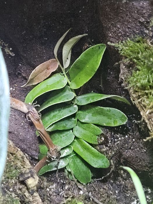 Marcgravia sintenesii