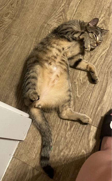 ZAGINĄŁ KOT!! KRAKERS, Kurza Góra/ Kościan