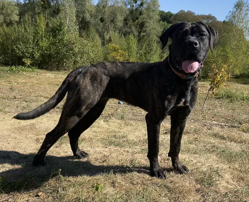 Кане Корсо , Cane corso italiano