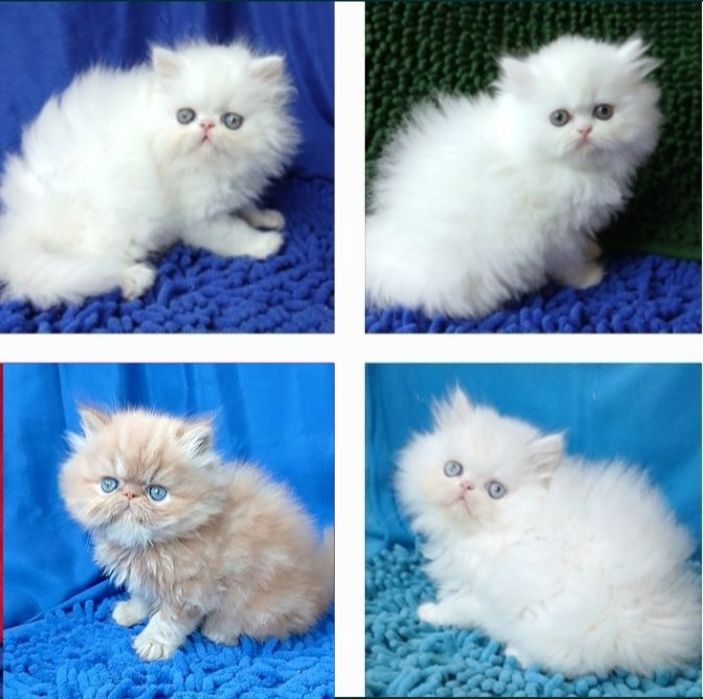 Белоснежные персидские котята