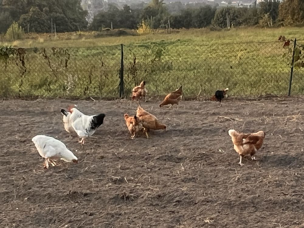 Ovos de galinha caseira