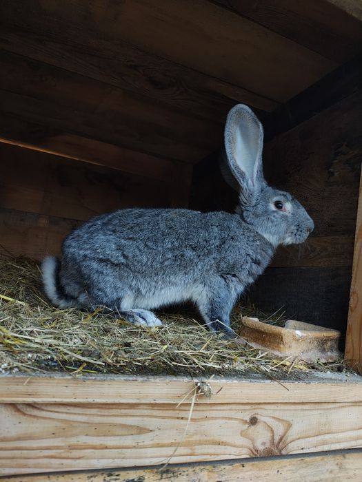 Sprzedam samca Belga