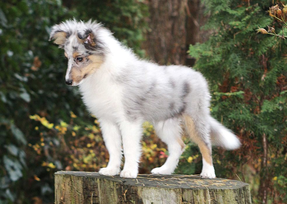 Piesek blue merle sheltie owczarek szetlandzki  po Interchamp,paszport