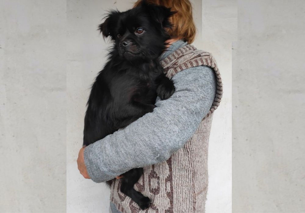 Чапа, хлопчик шукає дім