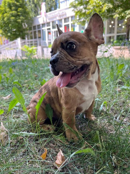 Французский бульдог