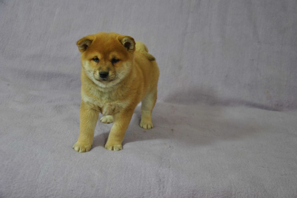 Shiba inu piesek