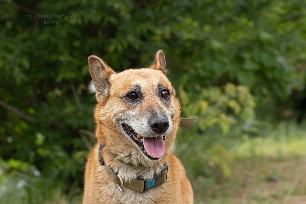 Рудий Рудольф шукає родину