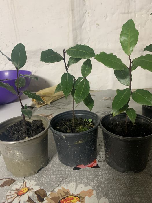 Садженець Лаврового дерева