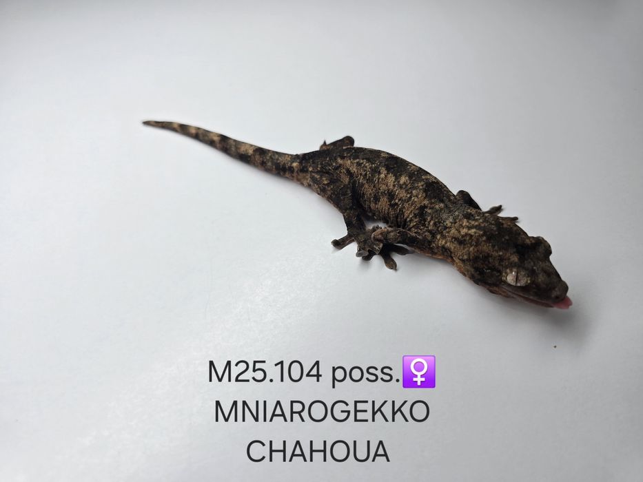 Gekon nie orzęsiony