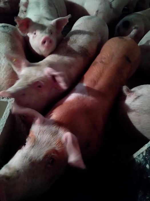 Tuczniki rasy mięsnej