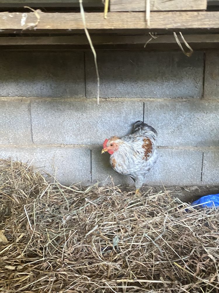 Frango criado ao ar livre.