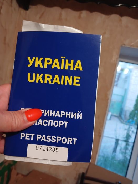 Французский бульдог голубого окраса МАЛЬЧИКИ Одесса