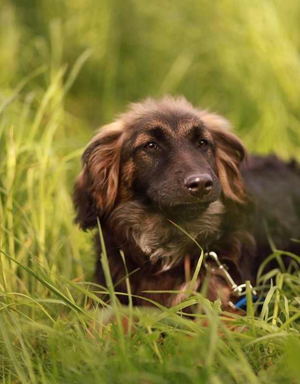 Szczeniak do adopcji