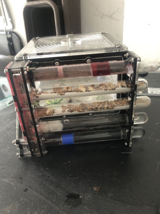 2 królowe canponotus nicobarencis czytac opis