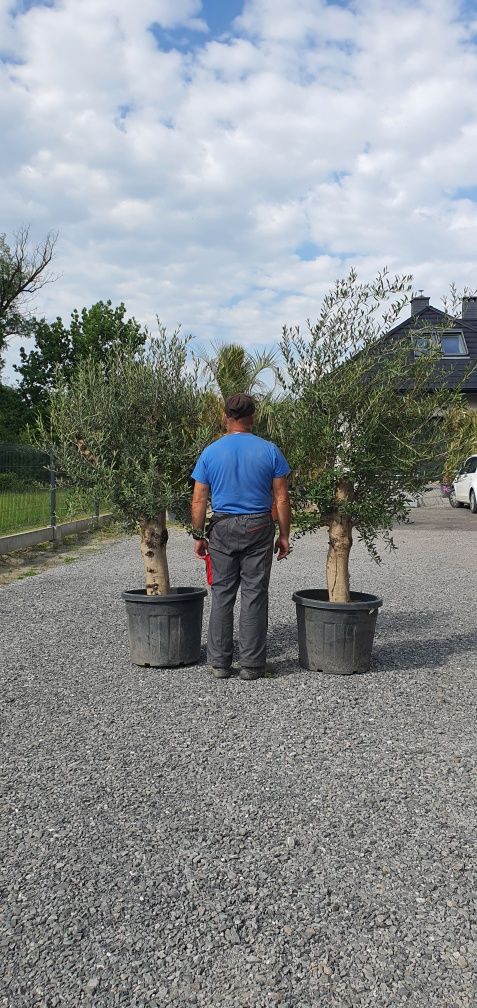 Olea Europaea Drzewo oliwne Bonsai Egzotyka