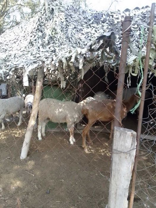 Продам  племенных баранов