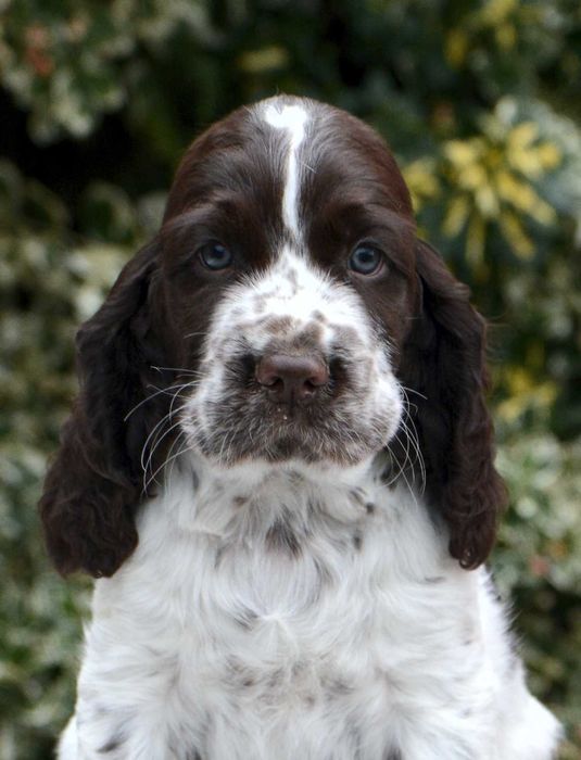 Springer spaniel angielski szczenię piesek biało-wątrobiany
