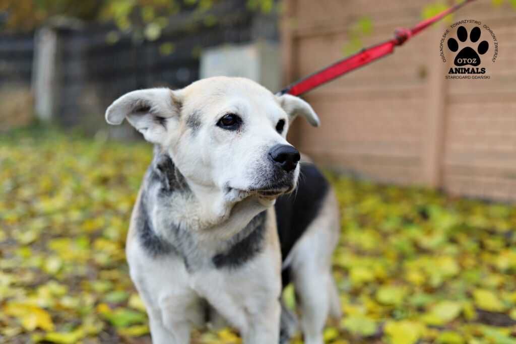 Diana poleca się do adopcji