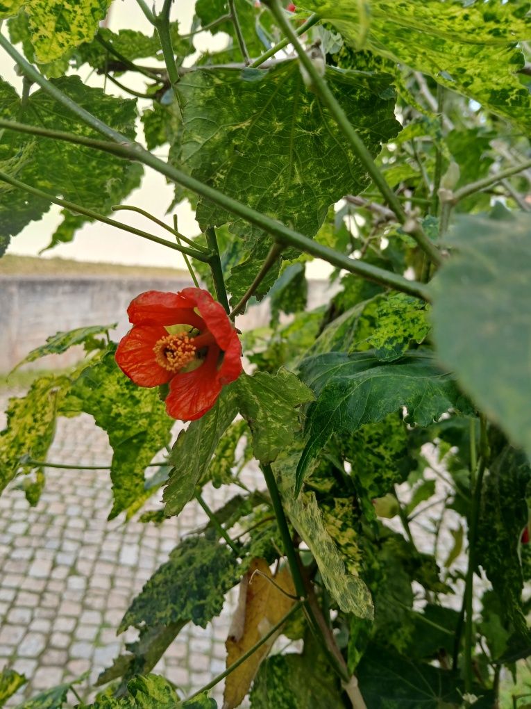 Euonymus japonicus microphyllus, Nerium Oleander e Abutilon Pictum