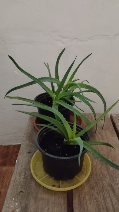 Продам алое сторічник