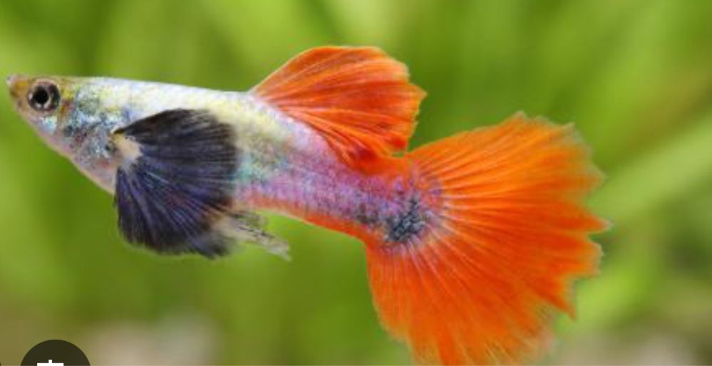 Guppies Dumbo platinium red tail