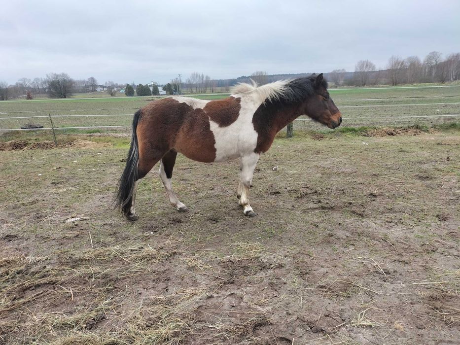 likwidacja stada- konie