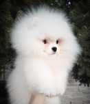 ZKwP Szpic miniaturowy FCI pomeranian BOO z rodowodem.