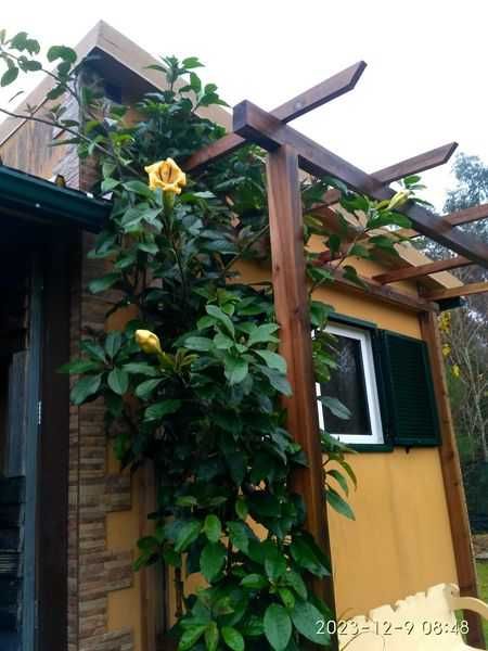 Solandra Máxima - Planta Trepadeira
