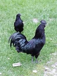 Ayam cemani kury koguty