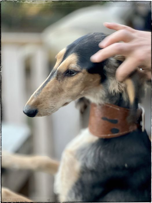 Chary perski saluki  ZkwP ,FCI