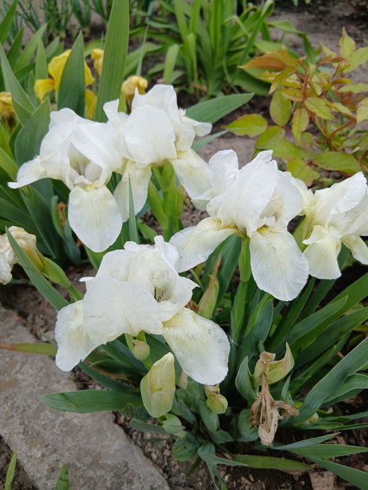 Продам низкорослые ирисы.