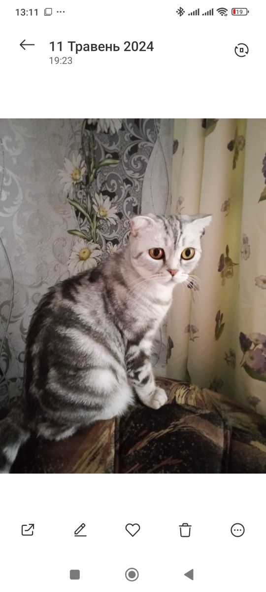 Віддамо безкоштовно