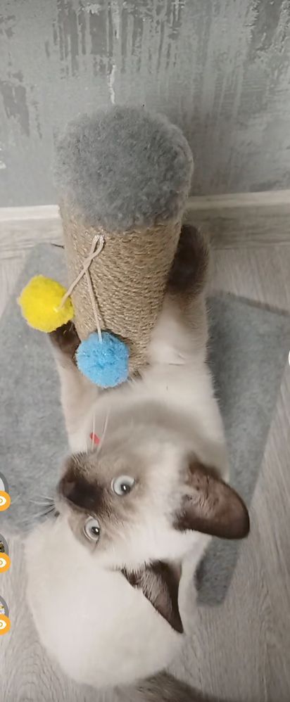 Когтеточка  дряпка для котенка