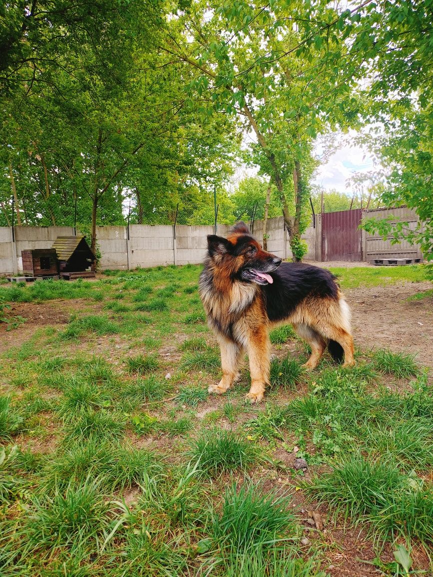 Dragon- piękny owczarek niemiecki do adopcji