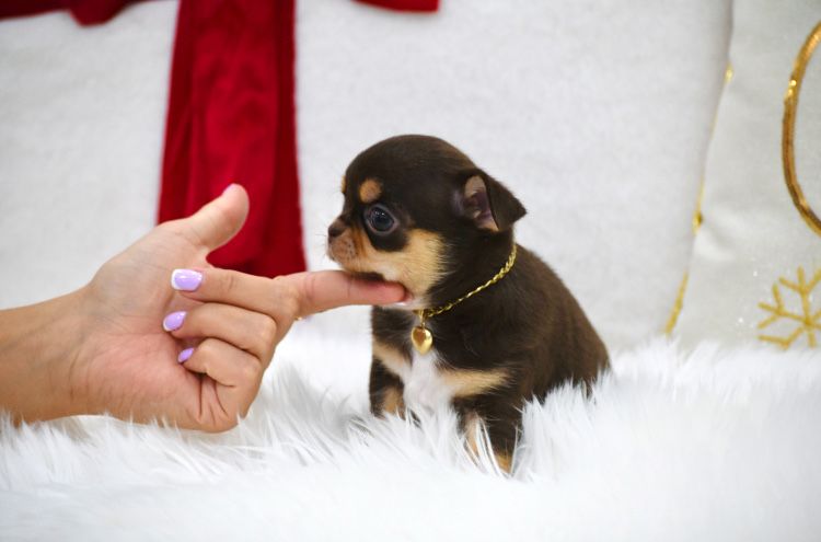 Cudna  Mini Chocolate Tan suczka  Chihuahua