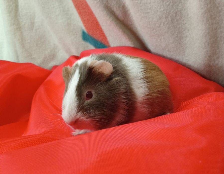 Maleńkie świnki morskie ,mix kolor,Słodkie Maleństwa-Sklep Zoologiczny