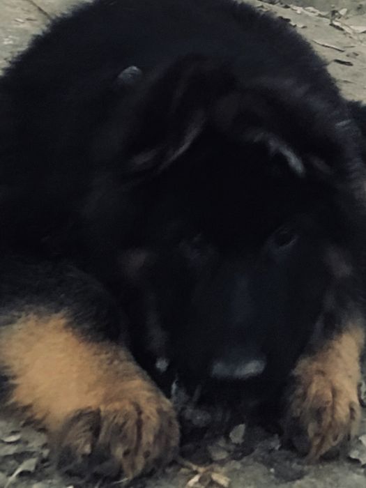 Owczarek niemiecki długowłosy przepiękny szczeniak