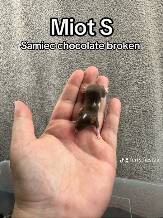 Mysz rasowa, mysz, myszy rasowe, mysz domowa, mysz z rodowodem, myszka