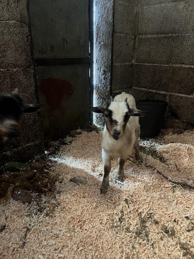 Cabras anas 3 meses